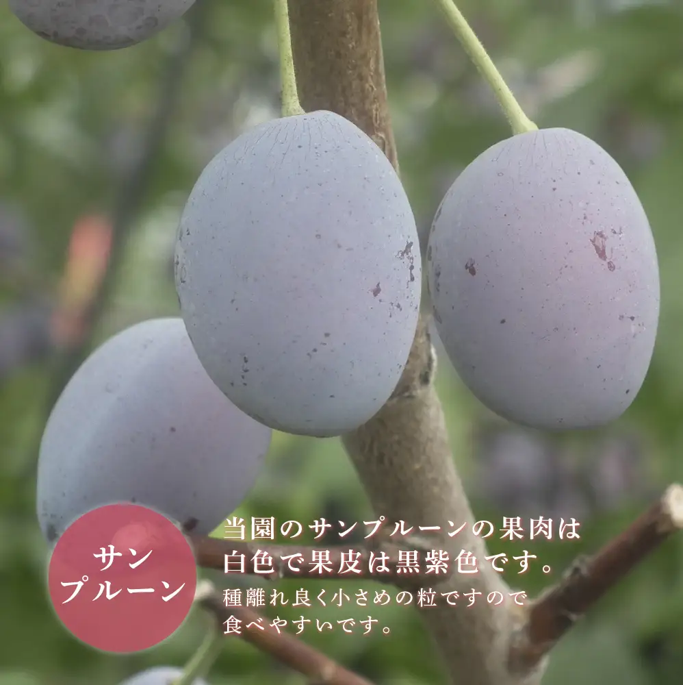 プルーン 1kg 北海道 産地直送 冷蔵 プルーン 生 秋