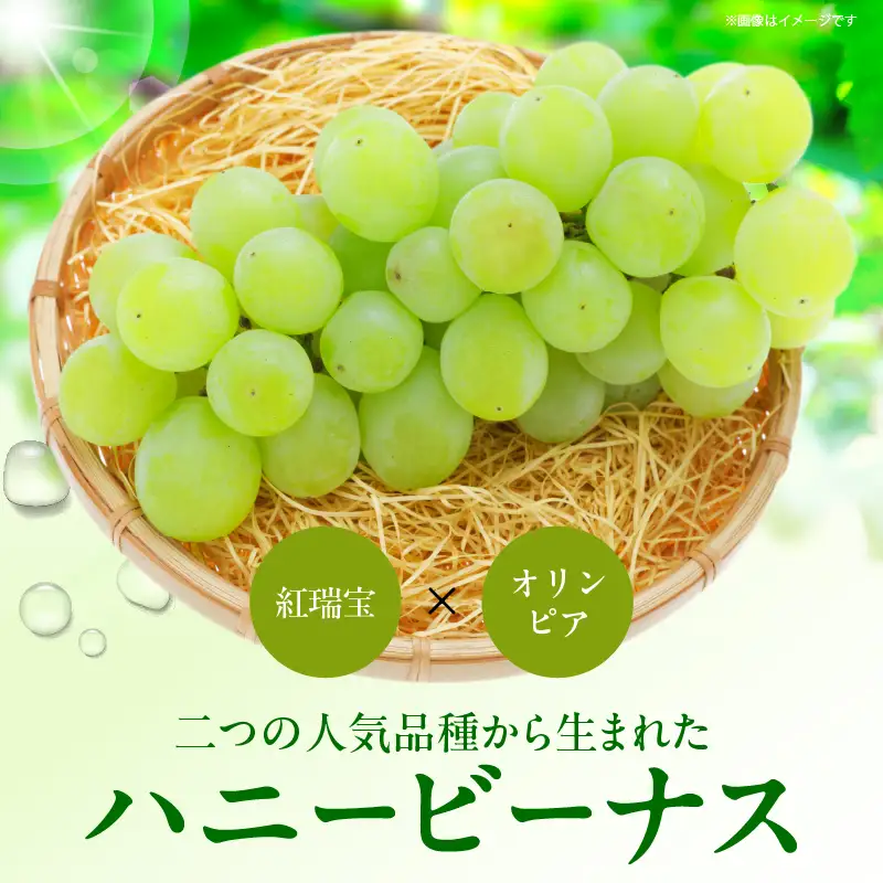 ≪期間限定≫都農町産ハニービーナス(計2kg) ぶどう フルーツ 果物 デザート 国産_T015-0035