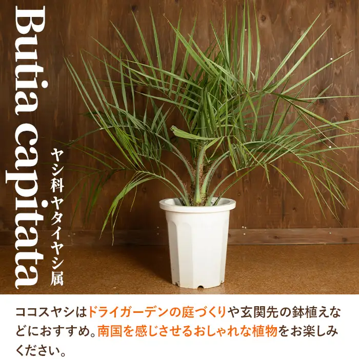 観葉植物 ココスヤシ 鉢底より高さ約100cm 観葉植物 【kurk PLANT LEATHER】 i906