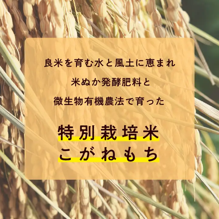米 もち米1kg×2袋（ 高級ブランドもち米こがねもち使用）【ADATARAふぁーむ】