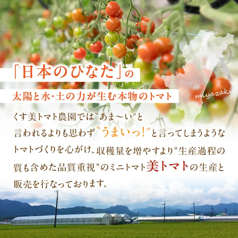 美トマトのワイン煮セット ギフト 赤ワインコンポート 白ワインジュレ