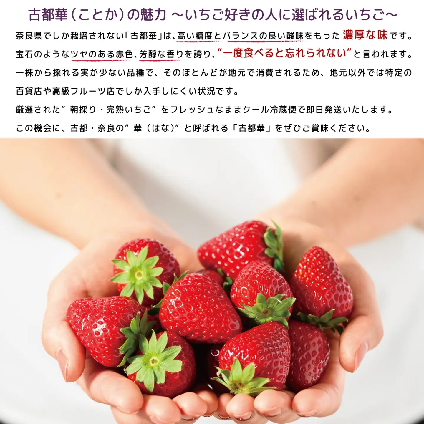 先行予約 数量限定 朝採り 古都華 完熟 1月より順次発送奈良県特産 朝採り高級ブランドいちご「古都華」 // いちご イチゴ 古都華 フルーツ 果物 旬 限定 ブランド 朝採り 完熟 いちご ことか イチゴ 先行予約 古都華 数量限定 古都華 甘い 先行受付 予約 贈答用 ギフト 化粧箱