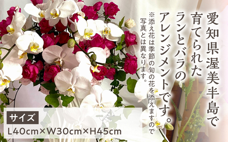 器に盛ったランとバラのアレンジ LL 花 薔薇 胡蝶蘭 花