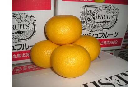 【先行予約】 第一マルエム の 甘夏 10kg 柑橘 フルーツ 愛媛みかん ポンカン 文旦 河内晩柑 温州みかん ブラッド オレンジ ネーブル せとか なつみ 蜜柑 みかん 檸檬 果物 果実 ジューシー 数量限定 さっぱり 甘い 愛媛県 愛南町