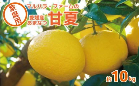 【 先行予約 】 家庭用 甘夏 10kg （発送期間：3月上旬?無くなり次第終了） 14000円 家庭用 訳あり 先行 事前 予約 受付 ギフト みかん あまなつ 夏みかん グレープフルーツ 愛媛 産地直送 国産 農家直送 糖度 果樹園 期間限定 数量限定 特産品 マーマレード ピール ジュース デザート 人気 限定 愛南 さわやか 甘い おいしい フルーツ 果物 柑橘 蜜柑 マルハラファーム