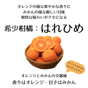 【2026年12月下旬頃から順次発送】はれひめ 約2.5kg みきゃん箱入 愛媛県産 柑橘 みかん 贈答 可愛い 愛媛県 松山市【SSK009】