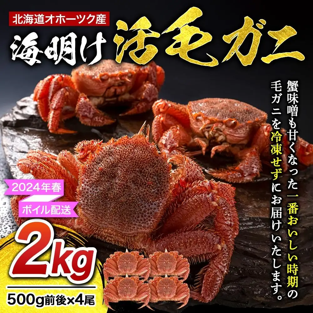 【2027年先行予約／着日指定可】北海道オホーツク産海明け活毛ガニ　ボイル未冷凍配送(チルド 冷蔵配送)　500g前後　4尾 | 毛ガニ_03502
