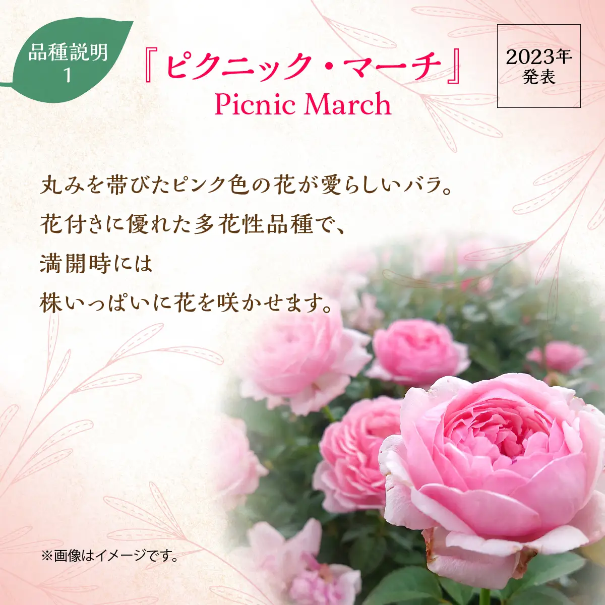 【Apple Roses】バラ苗『ピクニック・マーチ』大苗6号ポット植え  HNNH039