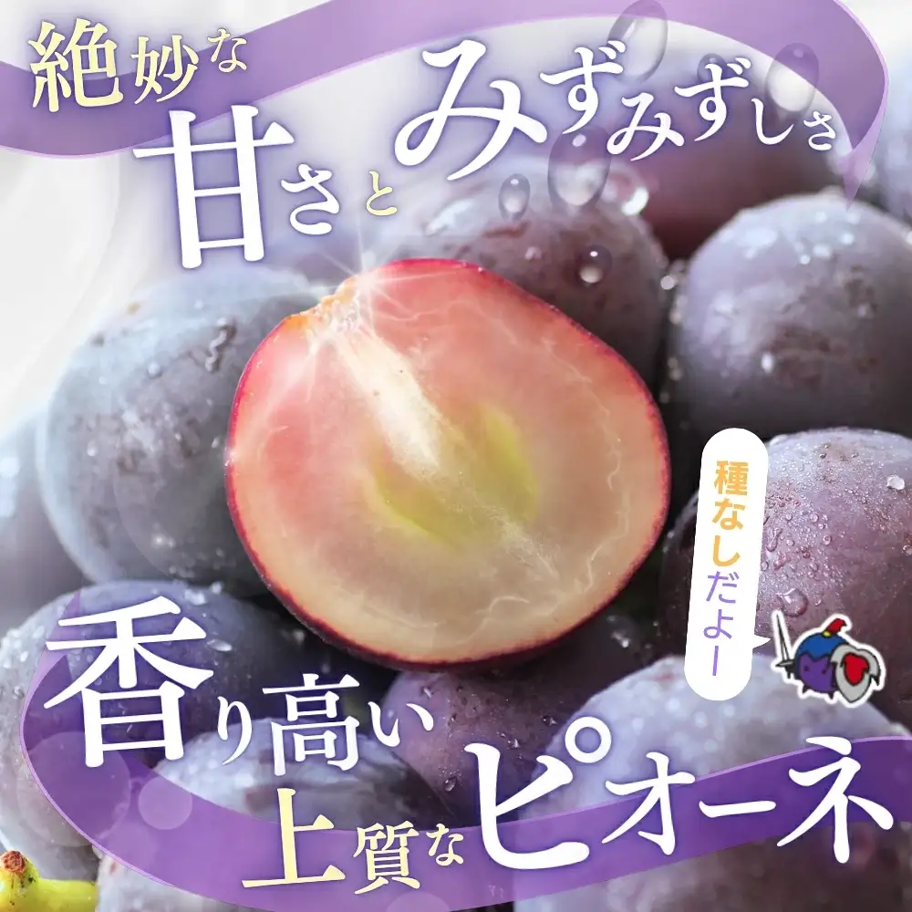 ピオーネ 種なしピオーネ 約2.8kg 【甘さとみずみずしさが自慢】【2026年8月下旬～9月中旬頃発送予定】 / ピオーネ 種なしピオーネ ぶどう 葡萄 ブドウ フルーツ 果物 くだもの 人気 産地直送 【A249-frks142】