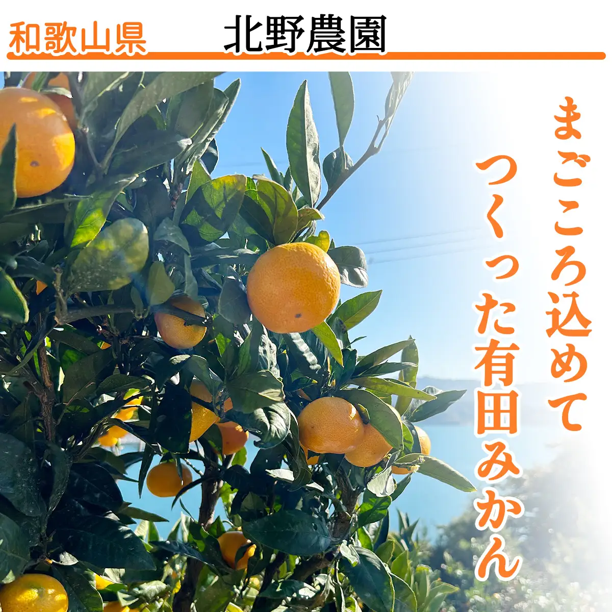 【1月発送】家庭用 有田みかん 和歌山 訳あり わけあり S～Lサイズ 大きさお任せ 10kg / みかん フルーツ 果物 くだもの 有田みかん 蜜柑 柑橘【ktn008B-1】