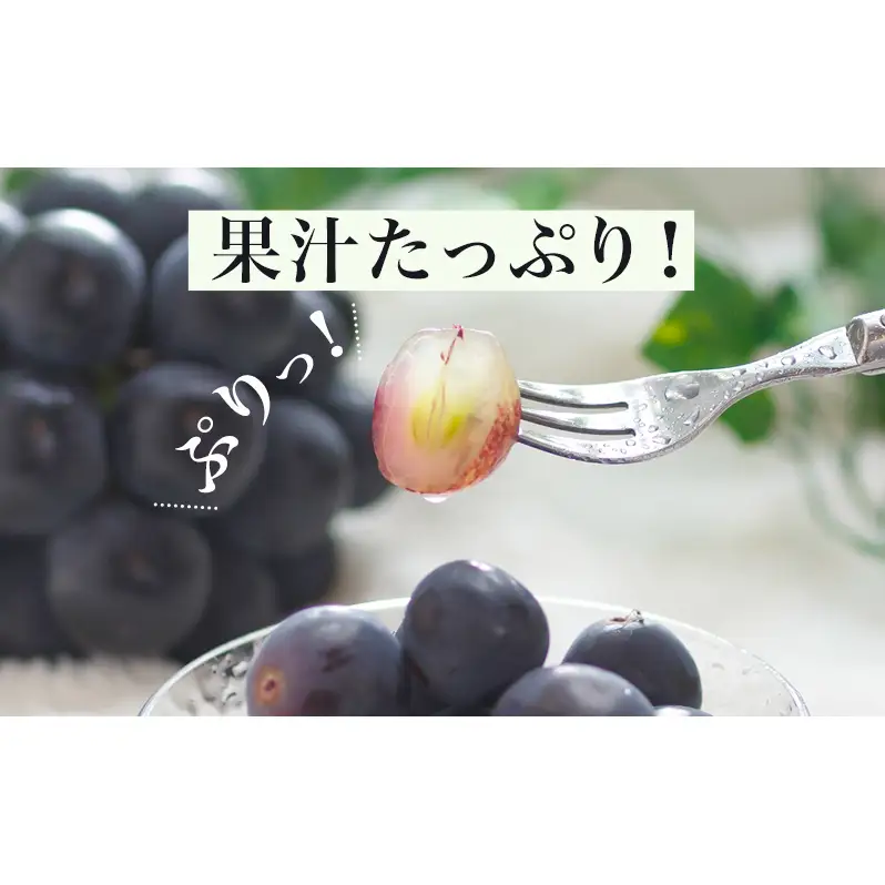 ぶどう 2026年 先行予約 ニュー ピオーネ 2房（1房600g以上）化粧箱入り ブドウ 葡萄 岡山県産 国産 フルーツ 果物 ギフト 