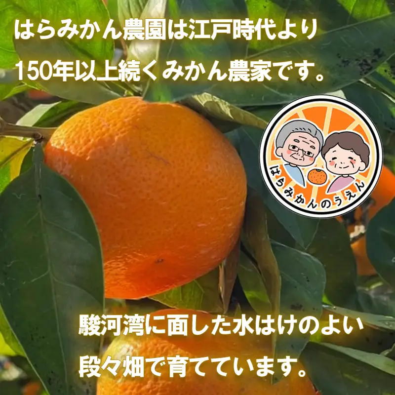 せとか 約 3kg みかん 静岡県産 せとか