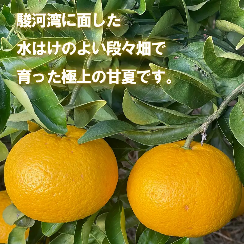 豆州あまなつ 約 5 kg 静岡県産 あまなつ