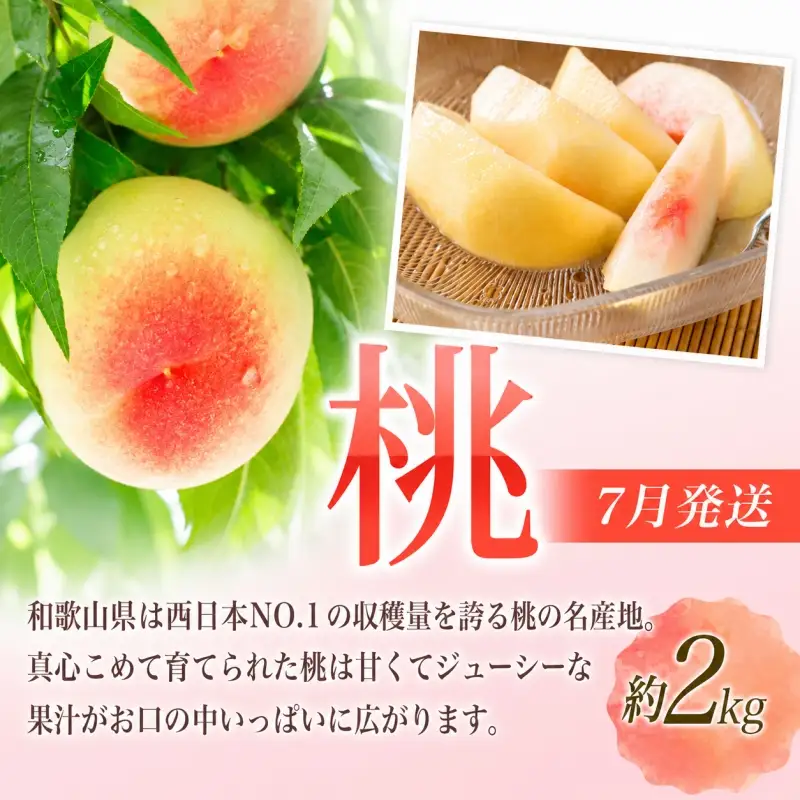 【定期便】夏の人気フルーツ定期便！桃・ピオーネ・極早生みかん（全3回）/ フルーツ 果物 もも モモ ぶどう ブドウ みかん ミカン 柑橘 旬 定期便  【tkb153】