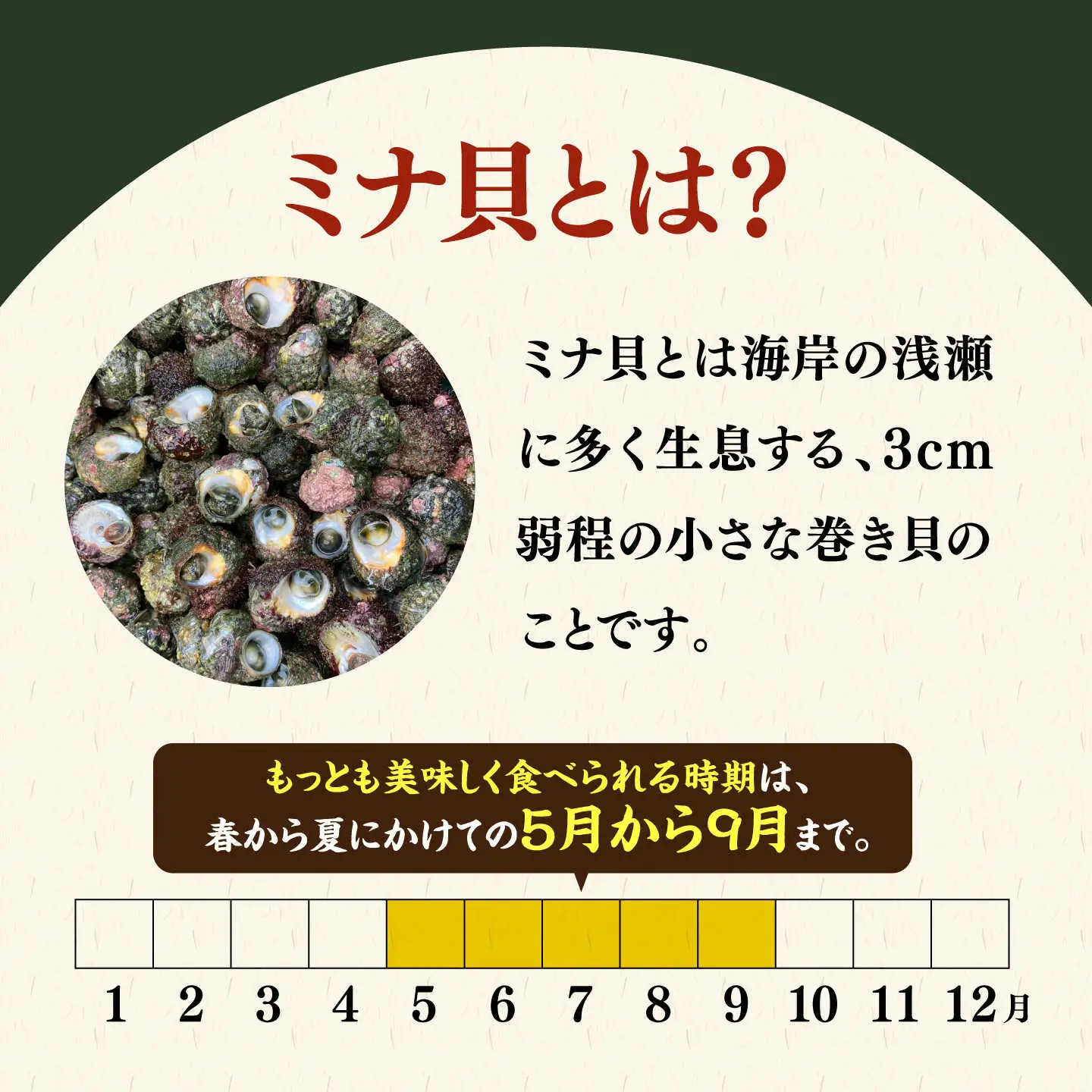 【ふるなびWEEK対象】ミナ貝 450g JFV001 貝