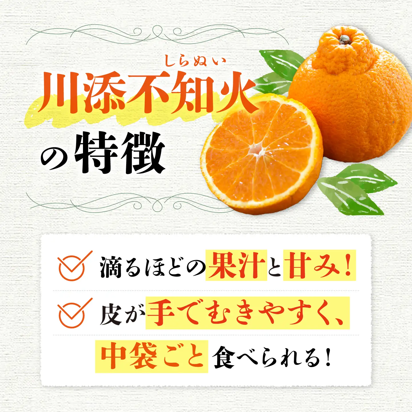 不知火 約3kg～3.5kg CCT009 不知火