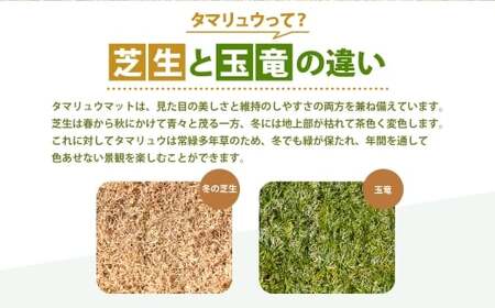 玉竜 タマリュウ たまりゅう 90枚 植物 プラント 芝生 ガーデニング ガーデニング用品