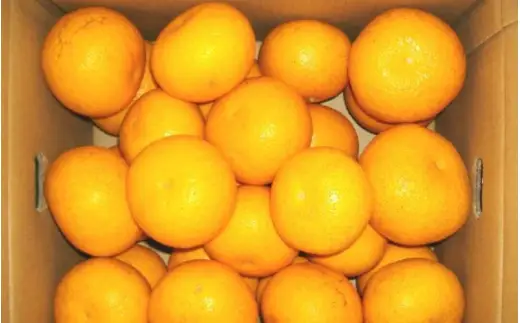 和歌山由良町産 さつきはっさく 10kg 秀品 サイズおまかせ (Lまたは2L) いずれかお届け ※2027年3月下旬から4月下旬に順次発送【sml022-satu-r-10】
