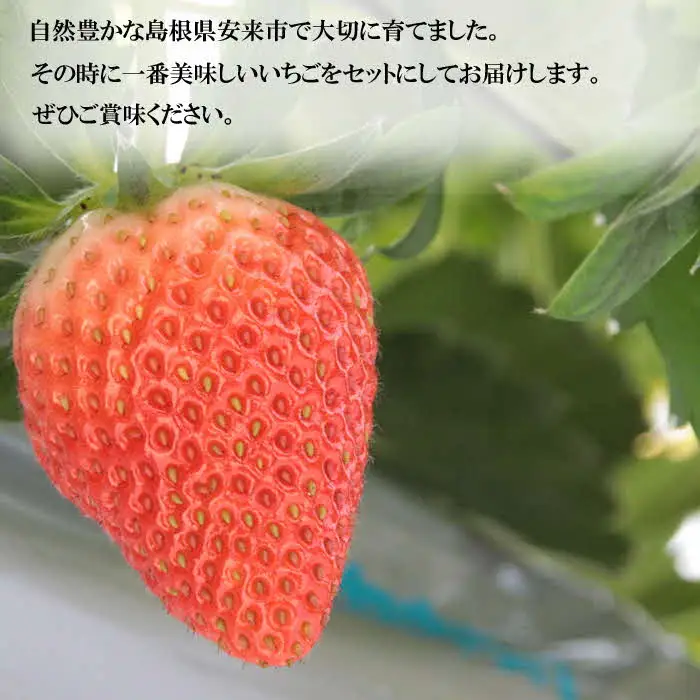 【先行予約】農場長厳選の美味しいいちご 1000g【250g×4パック 苺 詰め合わせ 厳選 フルーツ 果物 かおり野 紅ほっぺ よつぼし スターナイト すず 甘味 セット 化粧箱 島根県 安来市 安来市産】【18-MS-17】