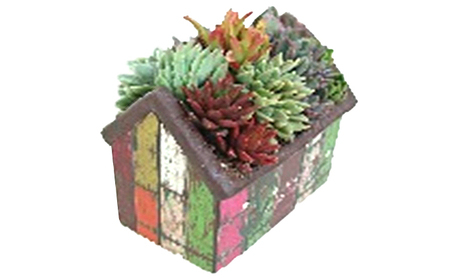 多肉寄せ植えハッピーホーム　2個セット 植物 