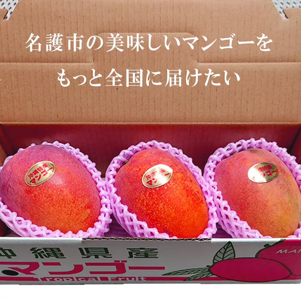 2027年発送【75マンゴー生産部会】 75（名護）マンゴー　約1kg