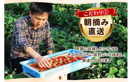 【2027年先行予約】栃木のいちご4品種 食べ比べセット｜いちご