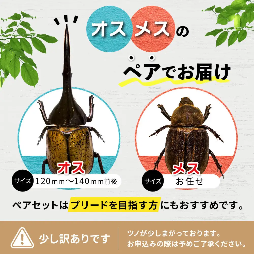 【先行予約】ヘラクレスオオカブト ペア 少し訳あり（オス120mm～140mm前後・メスフリー）※配送不可地域あり ※期間限定 ※数量限定【2027年3月より順次発送】