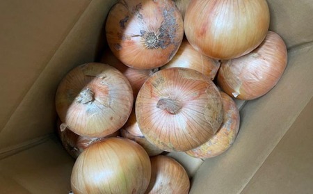 新玉ねぎ シャーロットオニオン 7kg　◆配送 ７月上旬～１１月末