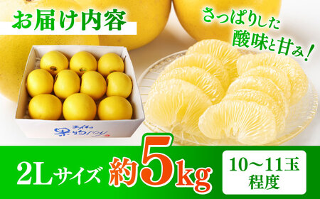 【先行予約】 よりすぐりの土佐文旦 約5kg（2Lサイズ 10～11玉程度）〈2027年2月初旬～2027年4月中旬頃発送〉 / 文旦 土佐文旦 5kg 2L 10玉 11玉 大玉 柑橘 果物 フルーツ デザート 季節限定 期間限定 【L＋武田青果】 [ATIT007]
