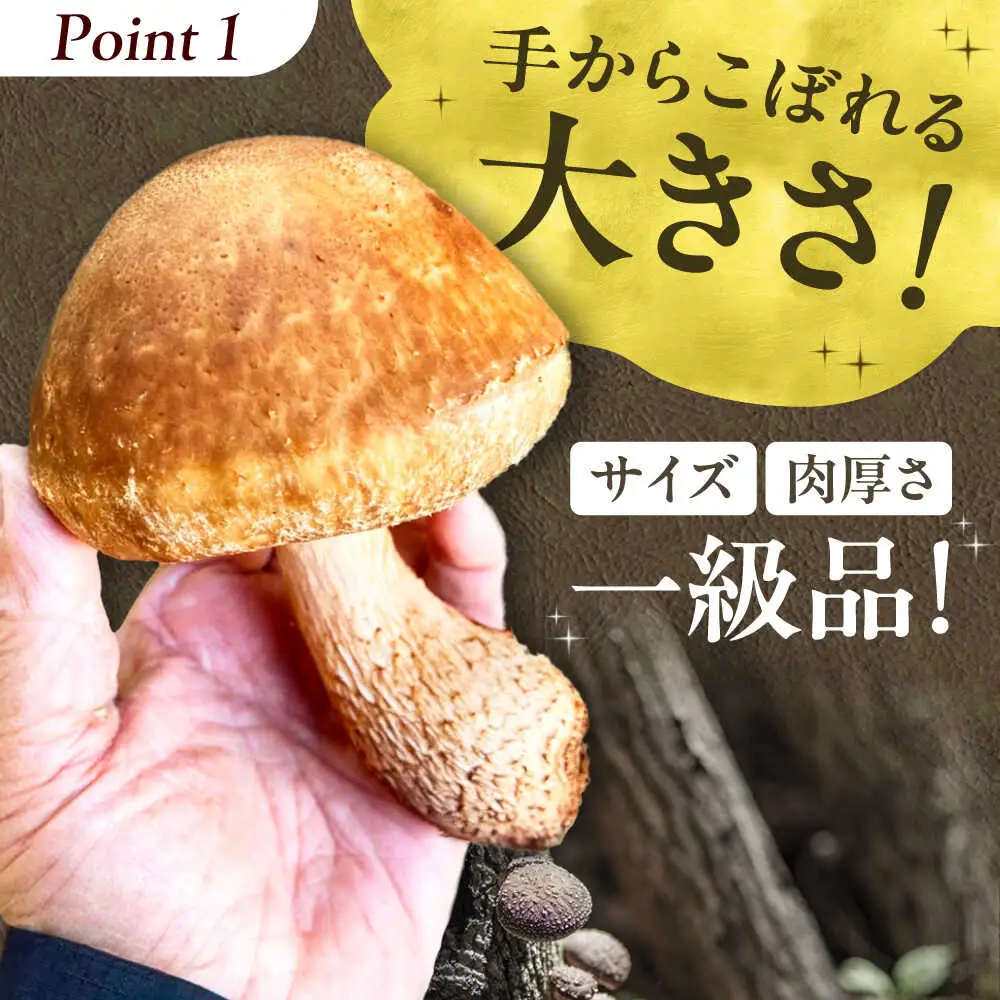 【先行予約】 原木生しいたけ 約1kg (～10個) ＜12月中旬～1月頃順次発送予定＞AOCS001 しいたけ