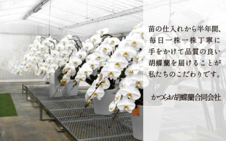【９月発送分】コチョウラン３本立て【鴻巣花き市場品評会で最高賞受賞】