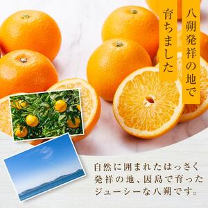 【2027年1月下旬から発送】しまの八朔セット約8kg（Mサイズ程度　約30個　紅八朔と八朔）