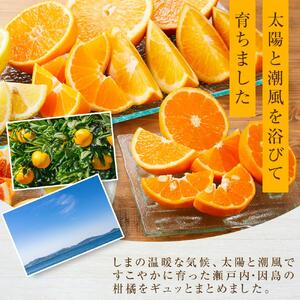 【2027年1月下旬から発送】季節の柑橘セット約5kg 