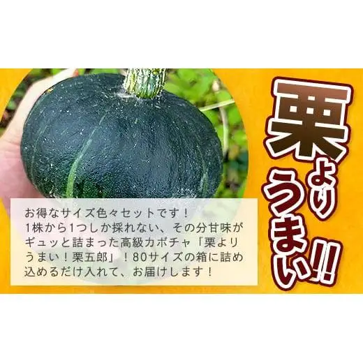 《先行予約》高級カボチャ「栗五郎」サイズ色々2-5個　OI-13