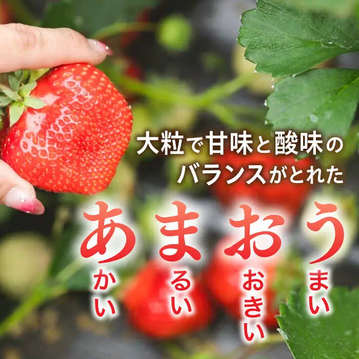 【先行受付】農家直送！ 糸島産 完熟あまおう 280g×4パック (S-Gサイズ)【2027年1月以降順次発送】 糸島市 / 小河農園 フルーツ いちご 苺 [AJN004]