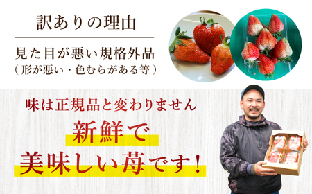 【先行予約】 訳あり ゆめのかいちご 計1kg [CDR001] いちご