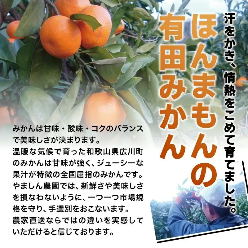 ＼光センサー選別／ ちっちゃな有田みかん こつぶみかん 約5kg （3S～Sサイズ混合）有機質肥料100% ※2026年11月～2027年1月に順次発送予定（お届け日指定不可） 先行予約 みかん 有田みかん 温州みかん ミカン 小粒 柑橘 フルーツ 果物【nuk145C】