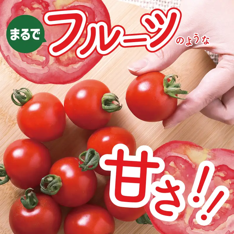 【先行予約】こだわり ミニトマト 4パック 合計 約1kg