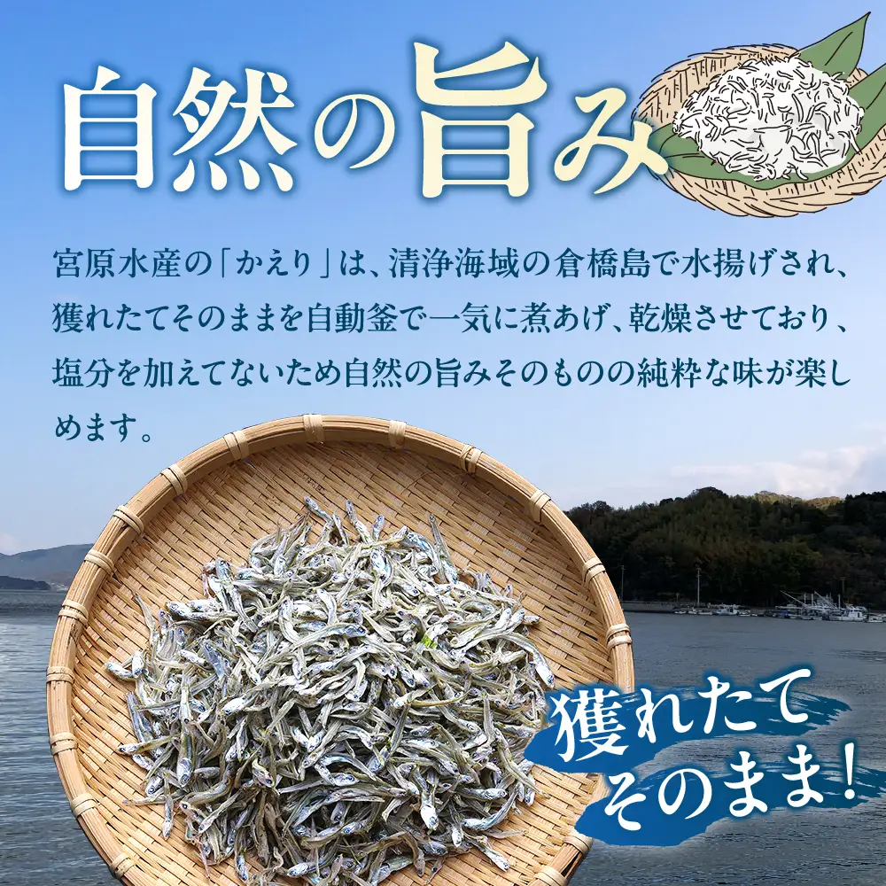宮原水産 倉橋かえり 1kg カタクチイワシ 煮干し 魚介 魚介類 海鮮 海産物 おやつ 肴 カルシウム お取り寄せ 送料無料 国産 広島産 日本 広島県 呉市 ku005-017-r