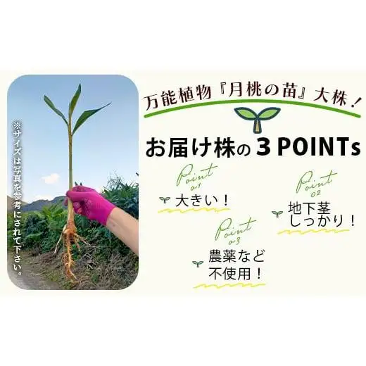「月桃の苗」大1株　OI-14