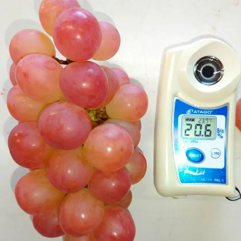 【2026年発送】10月上旬発送「牧丘天空の丘ヌーベルローズ」 約1kg(2～3房)【配送不可地域：離島・沖縄県】【1473356】