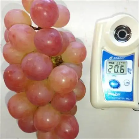 【2026年発送】10月中旬発送「牧丘天空の丘ヌーベルローズ」 約1kg(2～3房)【配送不可地域：離島・沖縄県】【1473359】