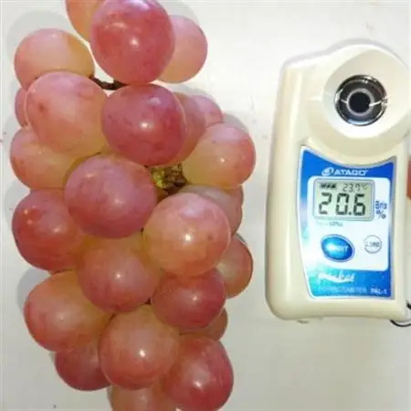 【2026年発送】10月下旬発送「牧丘天空の丘ヌーベルローズ」 約1kg(2～3房)【配送不可地域：離島・北海道・沖縄県・中国・四国・九州】【1473362】