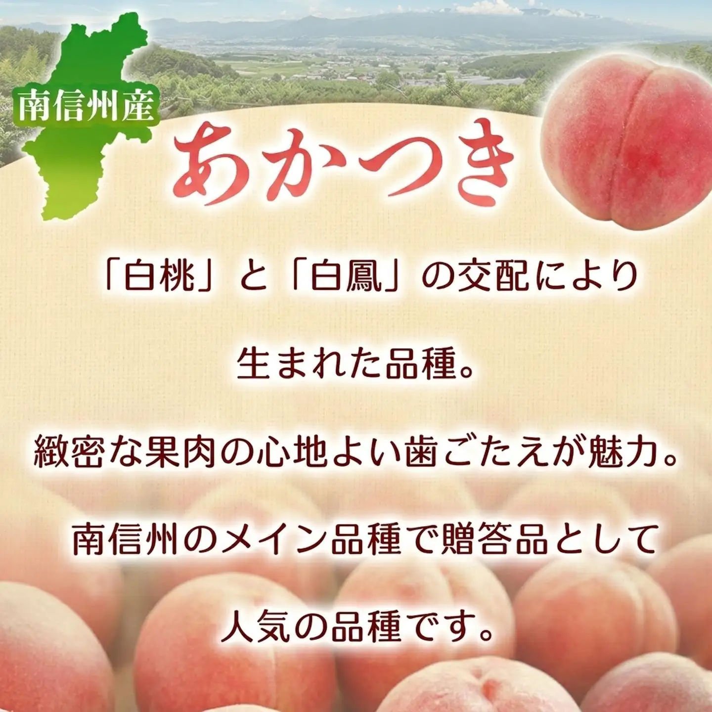もも あかつき 約5kg 桃 【2027発送分】