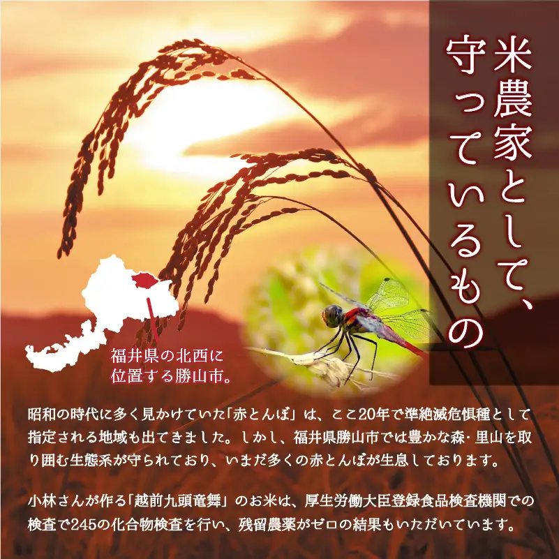 無洗米 赤とんぼの舞 300g×30個 令和8年産 無洗米