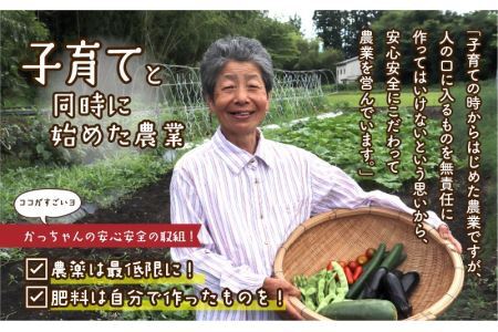 令和6年産 コシヒカリ8kg(2kg×4) [B-020005]