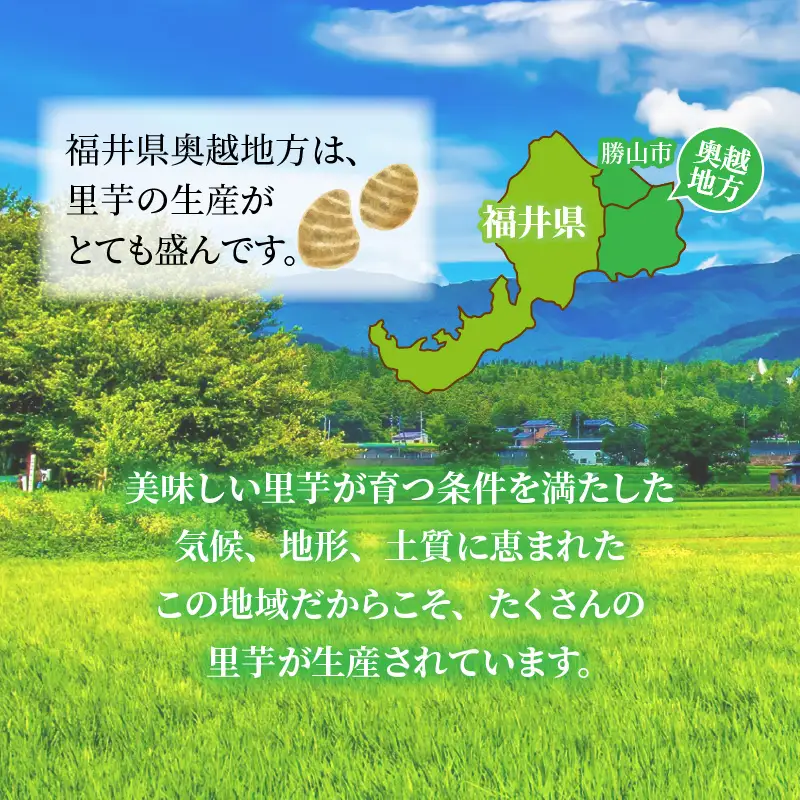 里芋 奥越産 皮むき 1.2kg×2パック [A-037009]