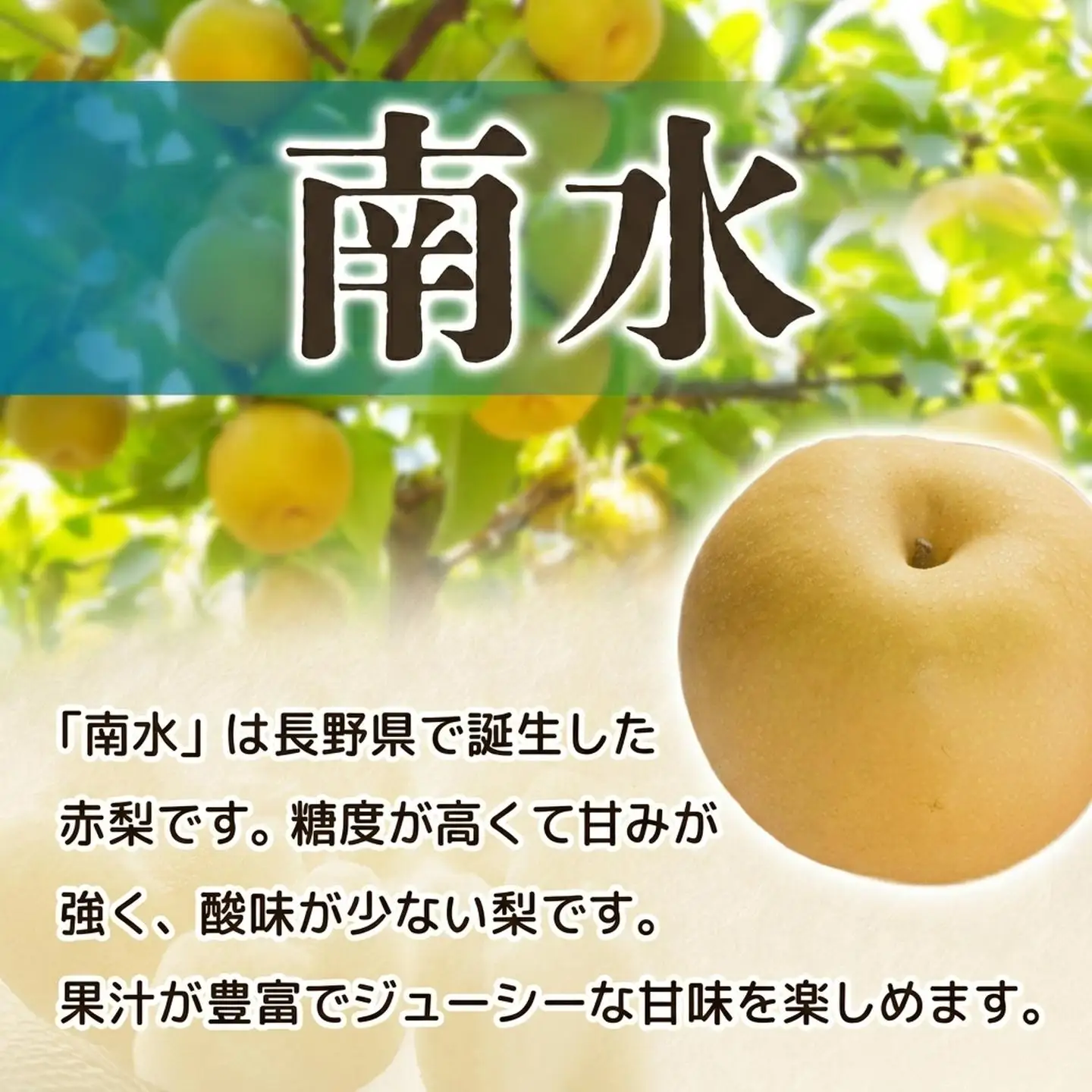 【ふるなびWEEK対象】梨 南水 約5㎏ 梨 訳あり