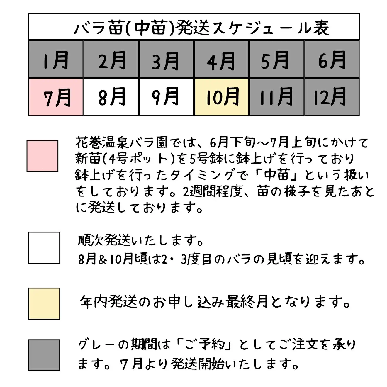 ＜園長セレクト♪＞花巻温泉バラ園で育った「バラ中苗」5号サイズ -園長におまかせ-【1856】-<2026年3月より発送>
