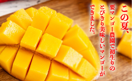 要マンゴー農園の完熟アップルマンゴー　１kg　２玉～３玉【2027年発送】